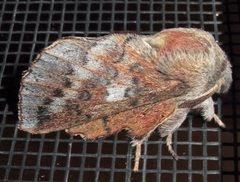 Phyllodesma americana 3 by Jacy Lucier. Used under a CC BY-SA 4.0 license.