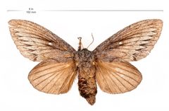 Gloveria arizonensis with scale by Lake Mead NRA Public Affairs. Used under a Public domain license.