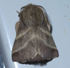 Malacosoma americana P1400092a by 
xpda. Used under a CC BY-SA 4.0 license.