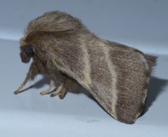 Malacosoma americana P1400093a by
xpda. Used under a CC BY-SA 4.0 license.
