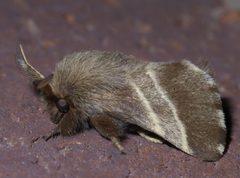 Malacosoma americana P1400653a by 
xpda. Used under a CC BY-SA 4.0 license.