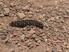 Malacosoma constricta larva by Franco Folini. Used under a CC BY 4.0 license.