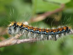 Pacific Tent Caterpillar imported from iNaturalist photo 273928130 on 16 March 2024 by (c) Cricket Raspet, some rights reserved (CC BY). Used under a CC BY 4.0 license.