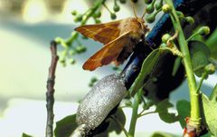 Malacosoma disstria by Scott Tunnock, USDA Forest Service, Bugwood.org. Used under a CC BY 3.0 us license.