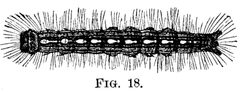 Malacosoma disstria-caterpillar by wikipedia. Used under a Public domain license.
