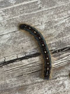 Malacosoma disstria - Chippewa National Forest by Chippewa National Forest

U.S. Forest Service. Used under a Public domain license.