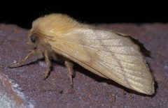 Malacosoma disstria P1400492a by 
xpda. Used under a CC BY-SA 4.0 license.