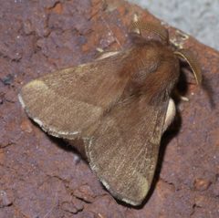 Malacosoma disstria P1620606a by 
xpda. Used under a CC BY-SA 4.0 license.