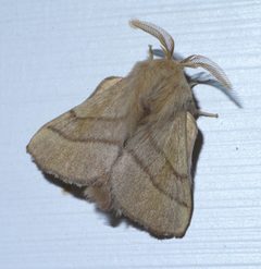 Malacosoma disstria P1620755a by 
xpda. Used under a CC BY-SA 4.0 license.