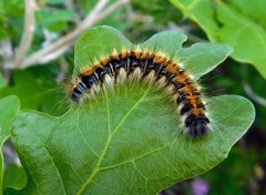 Sonoran Tent Caterpillar imported from iNaturalist photo 45884448 on 4 August 2024 by (c) Patty Mitchum, some rights reserved (CC BY). Used under a CC BY 4.0 license.