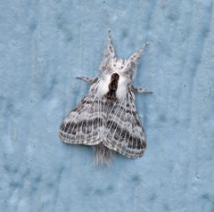 Tolype moth by VJAnderson. Used under a CC BY-SA 4.0 license.