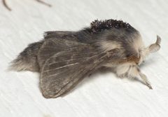 Tolype laricis - inat 29219625 by {{{name}}}. Used under a CC BY-SA 4.0 license.