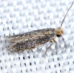 Acalyptris lotella by Scott M Logan. Used under a CC BY 4.0 license.