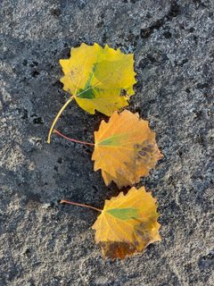 Ectoedemia argyropeza mine in populus leaf by Tappinen. Used under a CC BY 4.0 license.