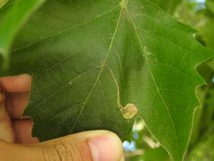 Ectoedemia clemensella 212394501 by Yann Kemper. Used under a CC0 license.