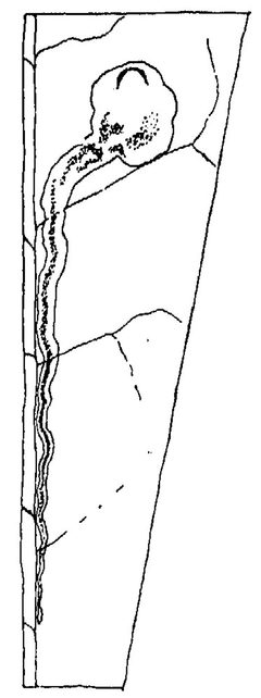 Ectoedemia clemensella mine by Annette F. Braun. Used under a Public domain license.