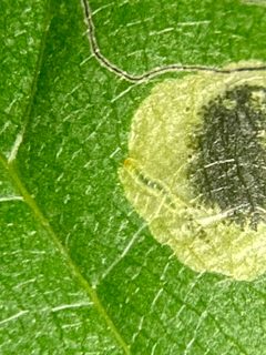 Ectoedemia nyssaefoliella and leaf mine by Emily Summerbell. Used under a CC BY 4.0 license.
