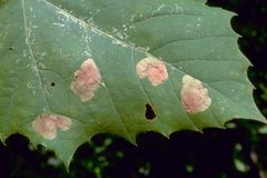 Ectoedemia platanella by James Solomon, USDA Forest Service, United States. Used under a CC BY-SA 3.0 license.