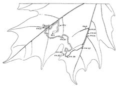 Glaucolepis saccharella mine by Annette F. Braun. Used under a Public domain license.
