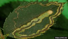 Stigmella anomalella by Gyorgy Csoka, Hungary Forest Research Institute, Hungary. Used under a CC BY 3.0 license.