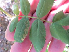 Stigmella anomalella 229767313 by Garth Harwood. Used under a CC BY 4.0 license.