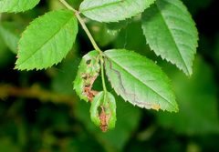 Stigmella anomalella BE-MK-1668a by Michael Kurz. Used under a CC BY-SA 3.0 at license.