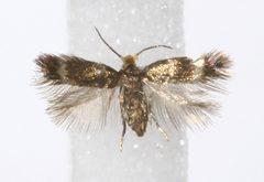 Stigmella betulicola by M. Virtala. Used under a Copyrighted free use license.