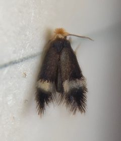 Stigmella caryaefoliella - inat 150329428 by {{{name}}}. Used under a CC BY 4.0 license.