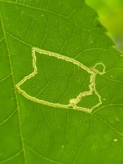 Stigmella caryaefoliella - inat 295691819 by {{{name}}}. Used under a CC BY 4.0 license.