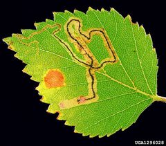 Stigmella lapponica by Gyorgy Csoka, Hungary Forest Research Institute, Hungary. Used under a CC BY 3.0 license.