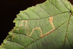 Stigmella microtheriella 243047981 by Stephen James McWilliam. Used under a CC0 license.