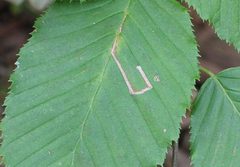 Stigmella microtheriella BE-MK-1703a by Michael Kurz. Used under a CC BY-SA 3.0 at license.