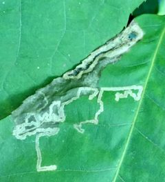 Stigmella caryaefoliella by Ken Kneidel. Used under a CC0 license.