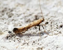 Caloptilia populetorum - Flickr - Bennyboymothman by Ben Sale from UK. Used under a CC BY 2.0 license.