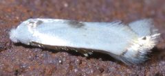 Pseudopostega P1400292a by
xpda. Used under a CC BY-SA 4.0 license.