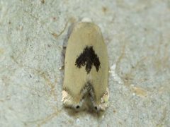 Pseudopostega cretea by Owen Strickland. Used under a CC BY 4.0 license.
