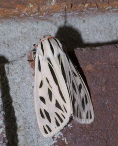 Apantesis arge P1460253a by
xpda. Used under a CC BY-SA 4.0 license.