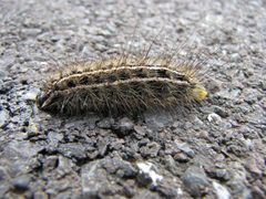 Arge Moth 3779.11.17.06w.wiki by Beatriz Moisset. Used under a CC BY-SA 3.0 license.