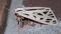 Grammia arge P1460257a by
xpda. Used under a CC BY-SA 4.0 license.