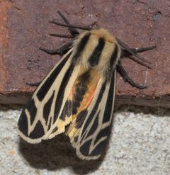 Apantesis carlotta P1180287a by 
xpda. Used under a CC BY-SA 4.0 license.