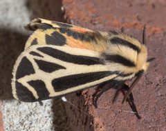 Apantesis carlotta P1180288a by 
xpda. Used under a CC BY-SA 4.0 license.