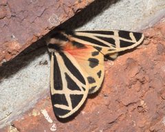 Apantesis carlotta P1190173b by 
xpda. Used under a CC BY-SA 4.0 license.