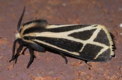 Apantesis carlotta P1460255a by 
xpda. Used under a CC BY-SA 4.0 license.