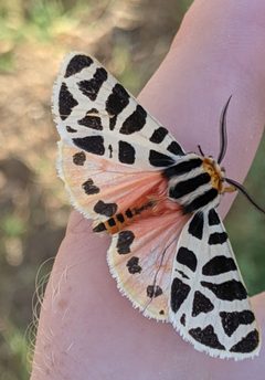 Apantesis incorrupta by Benjamin Burgunder. Used under a CC BY 4.0 license.