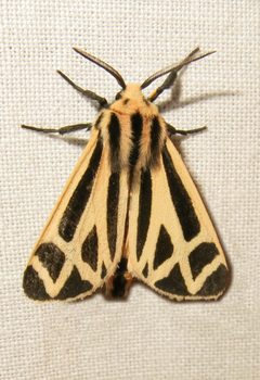 Apantesis nais by Jacy Lucier. Used under a CC BY-SA 4.0 license.