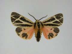 Apantesis nais1 by J.Gill, Canadian National Collection of Insects, Arachnids and Nematodes. Used under a CC BY-SA 3.0 license.
