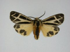 Apantesis nais2 by J.Gill, Canadian National Collection of Insects, Arachnids and Nematodes. Used under a CC BY-SA 3.0 license.