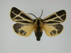 Apantesis nais3 by J.Gill, Canadian National Collection of Insects, Arachnids and Nematodes. Used under a CC BY-SA 3.0 license.