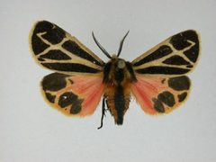 Apantesis nais4 by J.Gill, Canadian National Collection of Insects, Arachnids and Nematodes. Used under a CC BY-SA 3.0 license.