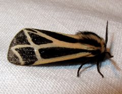 Apantesis nais 1 by Jacy Lucier. Used under a CC BY-SA 4.0 license.
